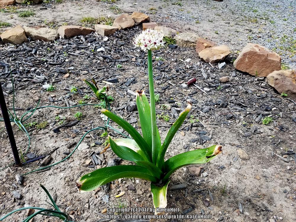 Photo of Black Garlic (Allium multibulbosum 'Silver Spring') uploaded by KarenHolt