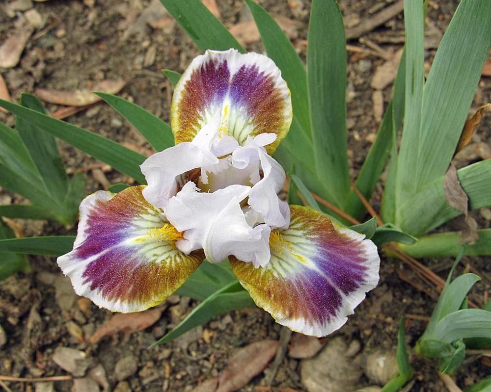 Photo of Standard Dwarf Bearded Iris (Iris 'Giggles and Grins') uploaded by Lestv
