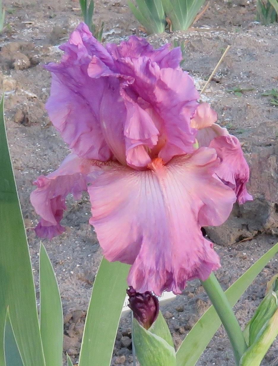 Photo of Tall Bearded Iris (Iris 'Jennifer Rebecca') uploaded by QHBarbie
