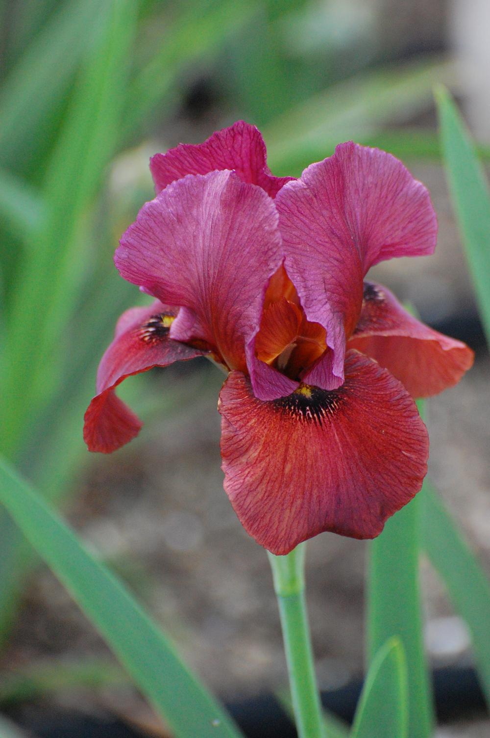 Photo of Arilbred Iris (Iris 'Arabian Archer') uploaded by coboro