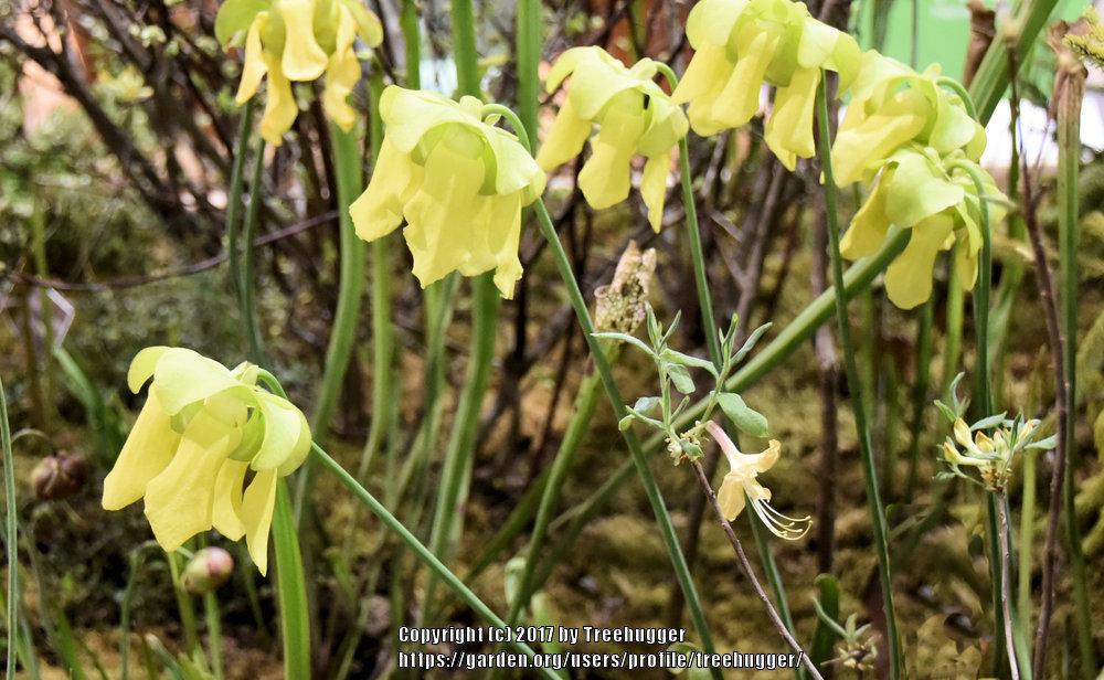 Photo of Pitcher Plant (Sarracenia flava) uploaded by treehugger