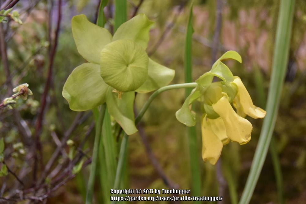 Photo of Pitcher Plant (Sarracenia flava) uploaded by treehugger