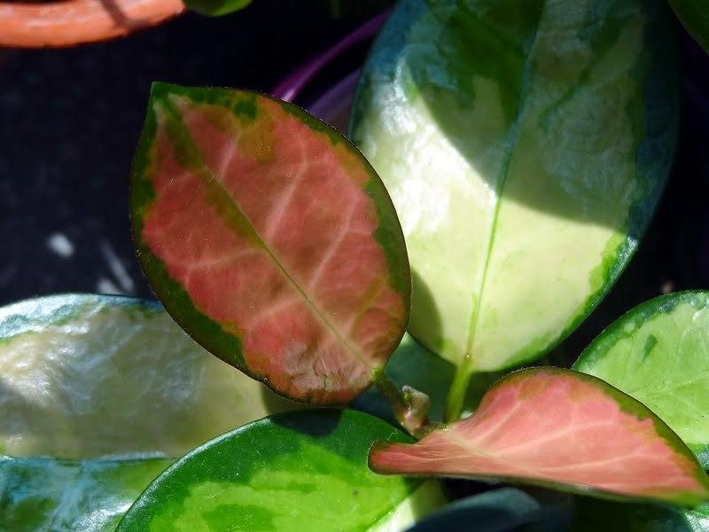 Photo of Wax Plant (Hoya australis 'Lisa') uploaded by Orsola
