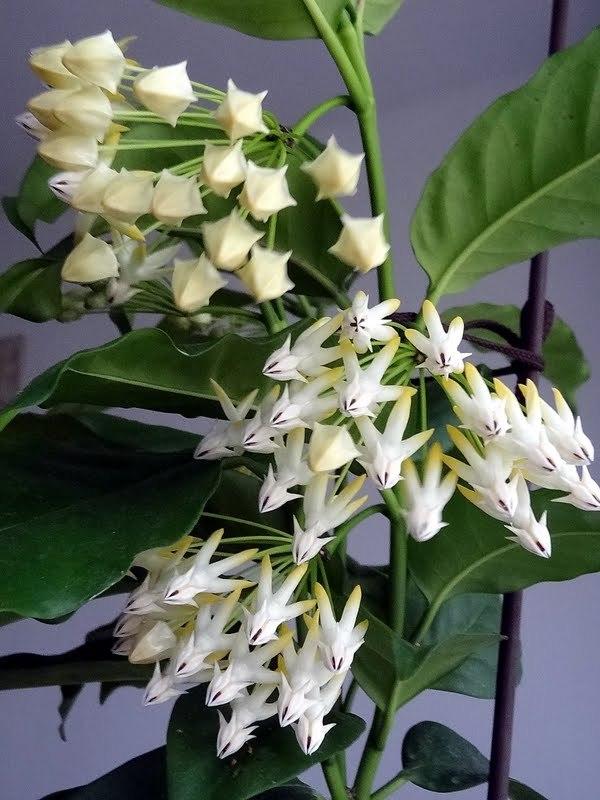 Photo of Shooting Star Hoya (Hoya multiflora) uploaded by Orsola