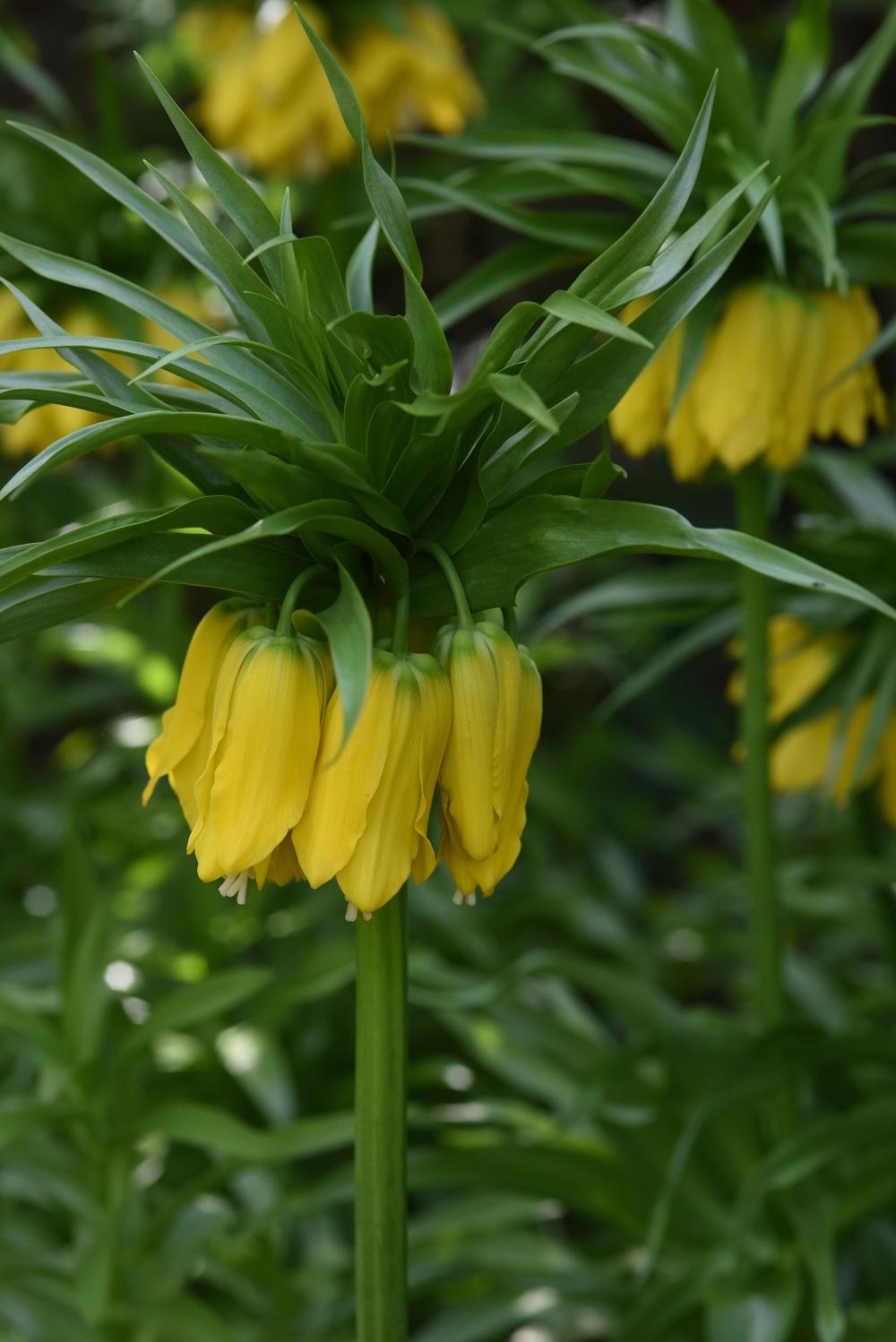 Photo of Crown Imperial Fritillary (Fritillaria imperialis 'Maxima Lutea') uploaded by cliftoncat