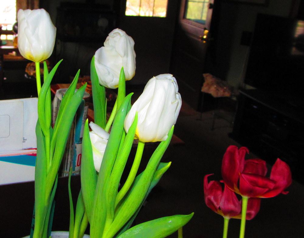 Photo of Triumph Tulip (Tulipa 'Calgary') uploaded by jmorth
