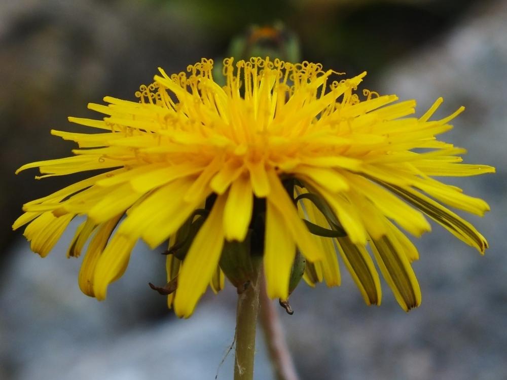 Photo of Dandelion (Taraxacum officinale) uploaded by sunnyvalley