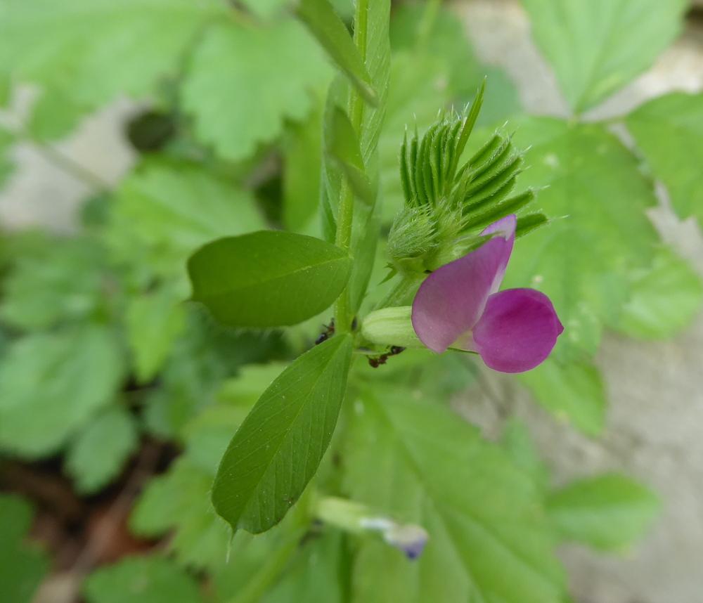 Photo of Common Vetch (Vicia sativa) uploaded by wildflowers