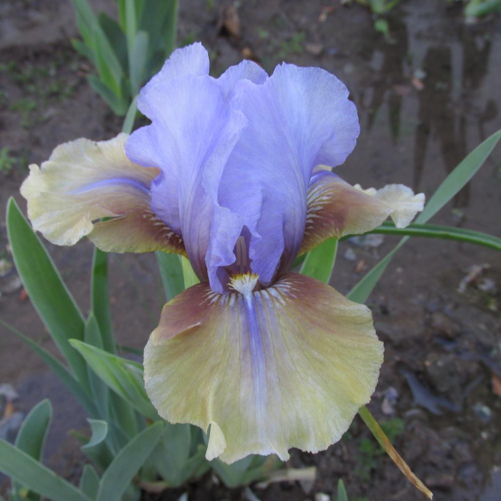 Photo of Intermediate Bearded Iris (Iris 'Fast Forward') uploaded by GreenIris