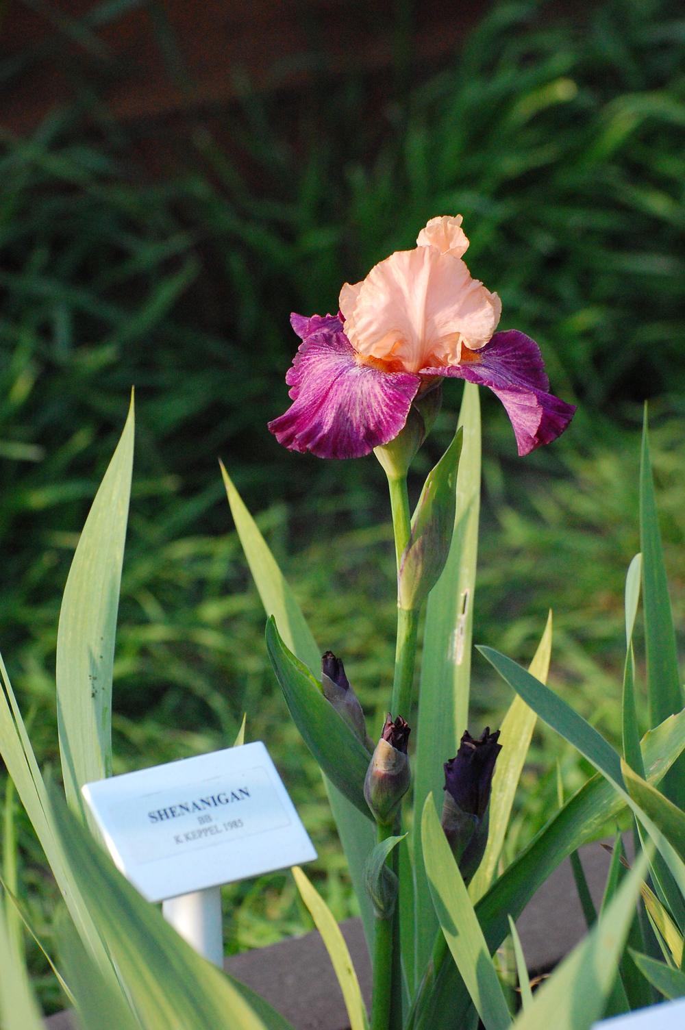 Photo of Border Bearded Iris (Iris 'Shenanigan') uploaded by coboro