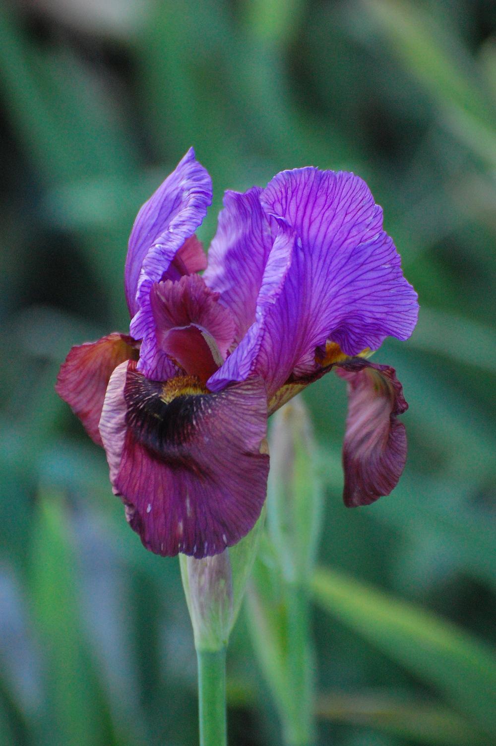 Photo of Arilbred Iris (Iris 'Exotic Treasure') uploaded by coboro
