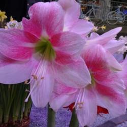 Location: Philadelphia Flower Show
Date: March 2017
stronger coloration than on those I've grown, but lovely either w