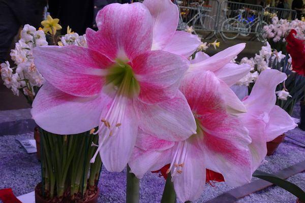 Photo of Amaryllis (Hippeastrum 'Apple Blossom') uploaded by critterologist