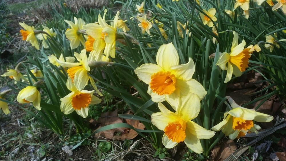 Photo of Large-cupped Daffodil (Narcissus 'Fortissimo') uploaded by gemini_sage