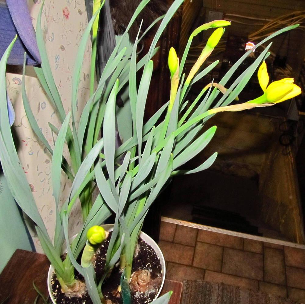 Photo of Large-cupped Daffodil (Narcissus 'Red Aria') uploaded by jmorth