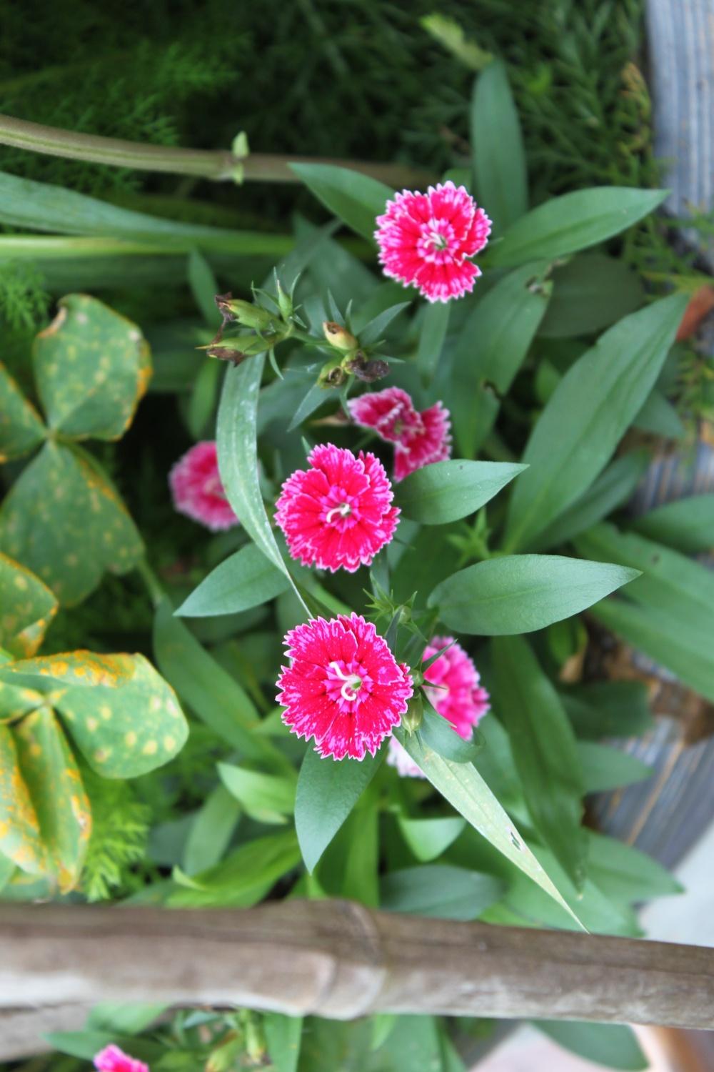 Photo of Dianthus uploaded by DaisyRyder