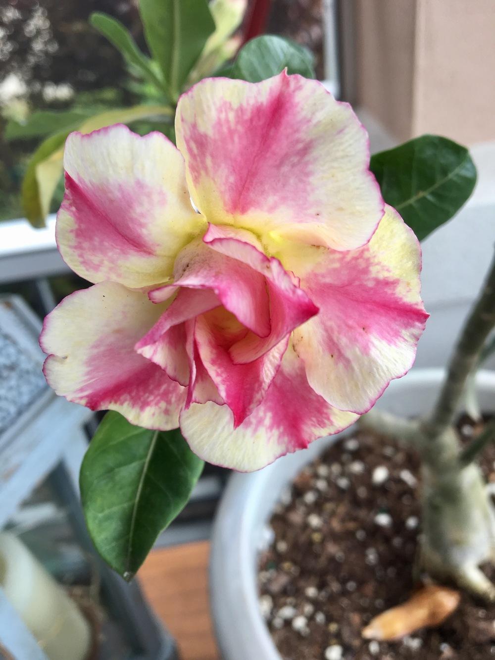 Photo of Desert Rose (Adenium obesum) uploaded by Gilgomez