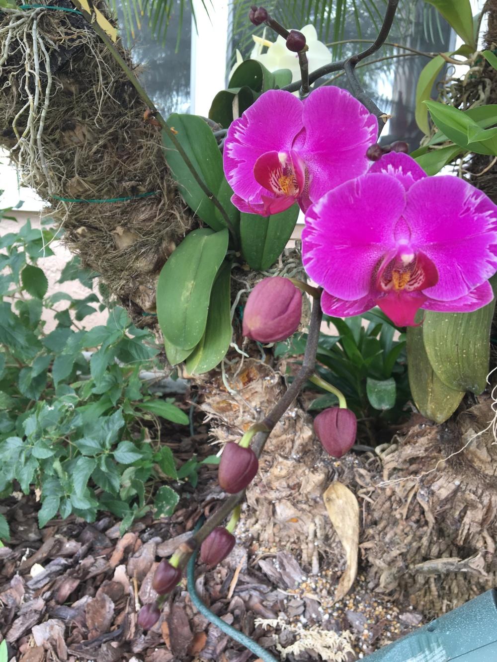Photo of Moth Orchid (Phalaenopsis) uploaded by Gilgomez