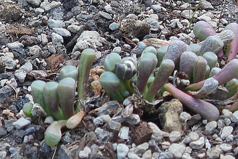 Photo of Baby's Toes (Fenestraria rhopalophylla subsp. aurantiaca) uploaded by RuuddeBlock