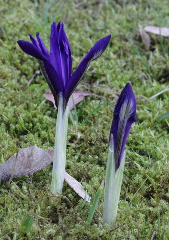 Photo of Reticulated Iris (Iris reticulata) uploaded by RuuddeBlock