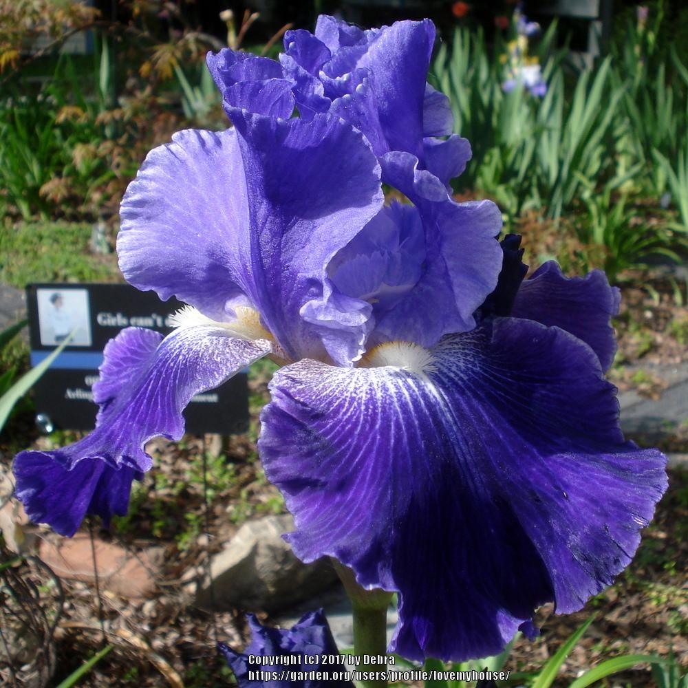 Photo of Tall Bearded Iris (Iris 'Daughter of Stars') uploaded by lovemyhouse
