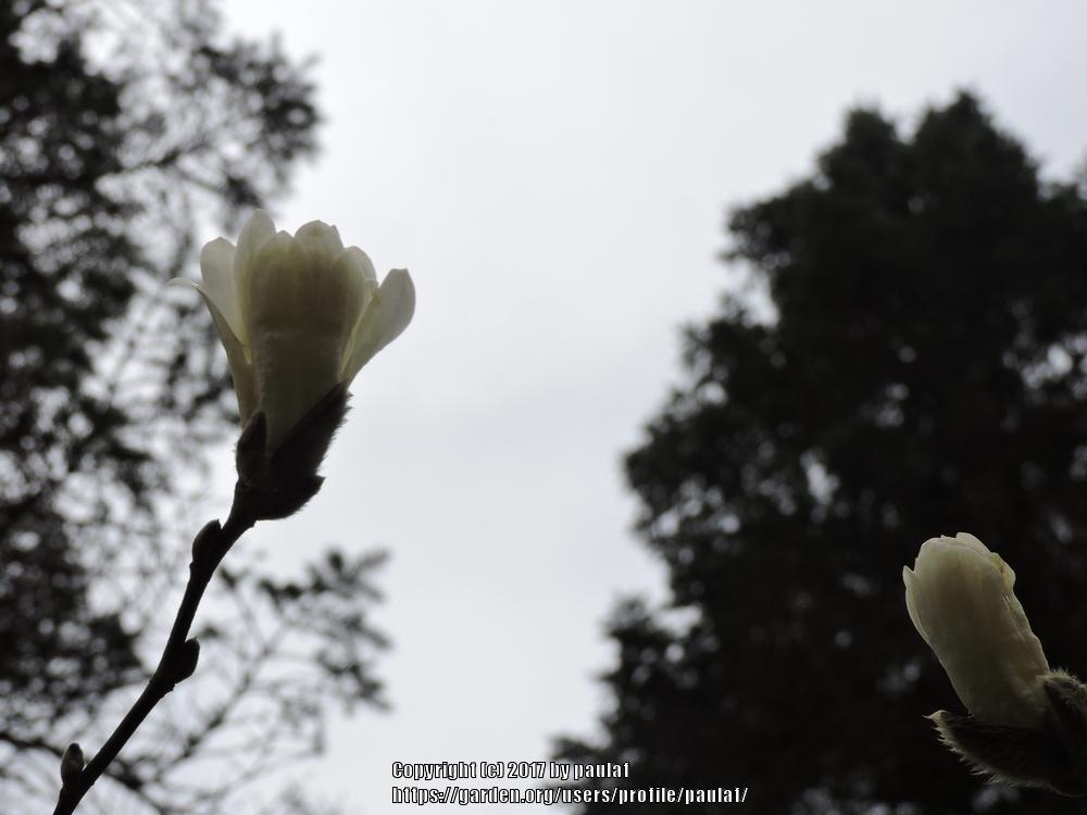 Photo of Star Magnolia (Magnolia stellata) uploaded by paulaf