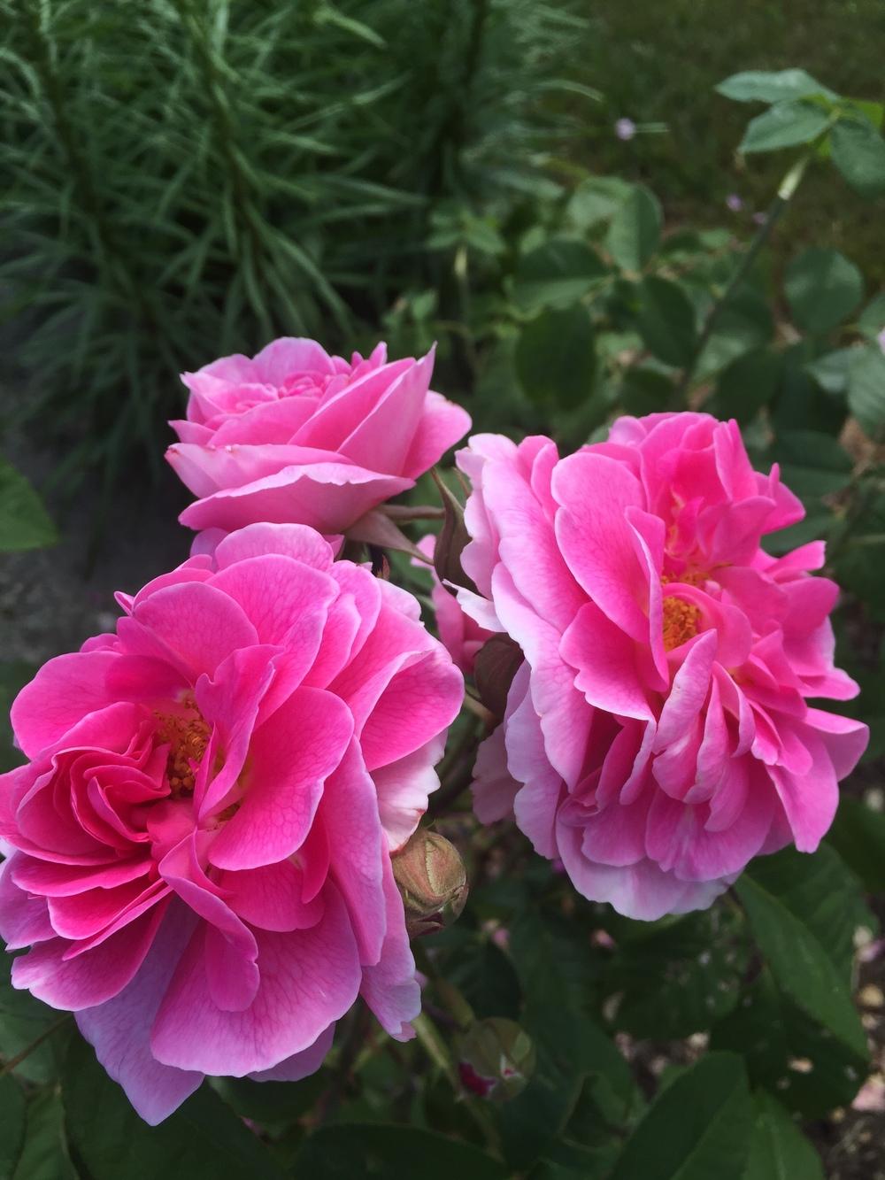 Photo of Rose (Rosa 'Gertrude Jekyll') uploaded by Bmyoung