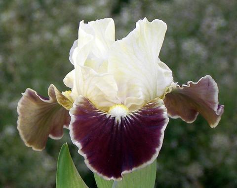 Photo of Standard Dwarf Bearded Iris (Iris 'Coconino') uploaded by Calif_Sue