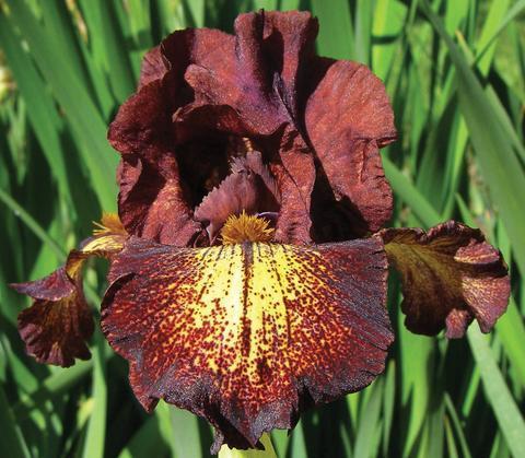 Photo of Intermediate Bearded Iris (Iris 'Hot Sauce') uploaded by Calif_Sue