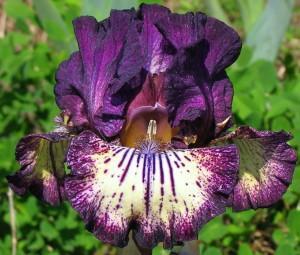 Photo of Intermediate Bearded Iris (Iris 'Spiked') uploaded by Calif_Sue