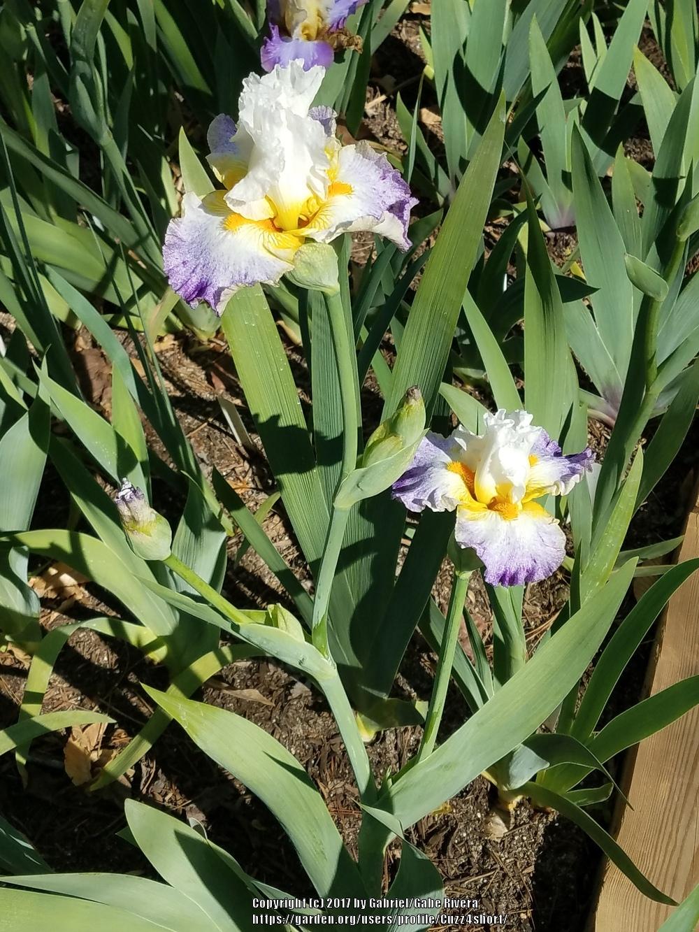 Photo of Tall Bearded Iris (Iris 'Arctic Burst') uploaded by Cuzz4short