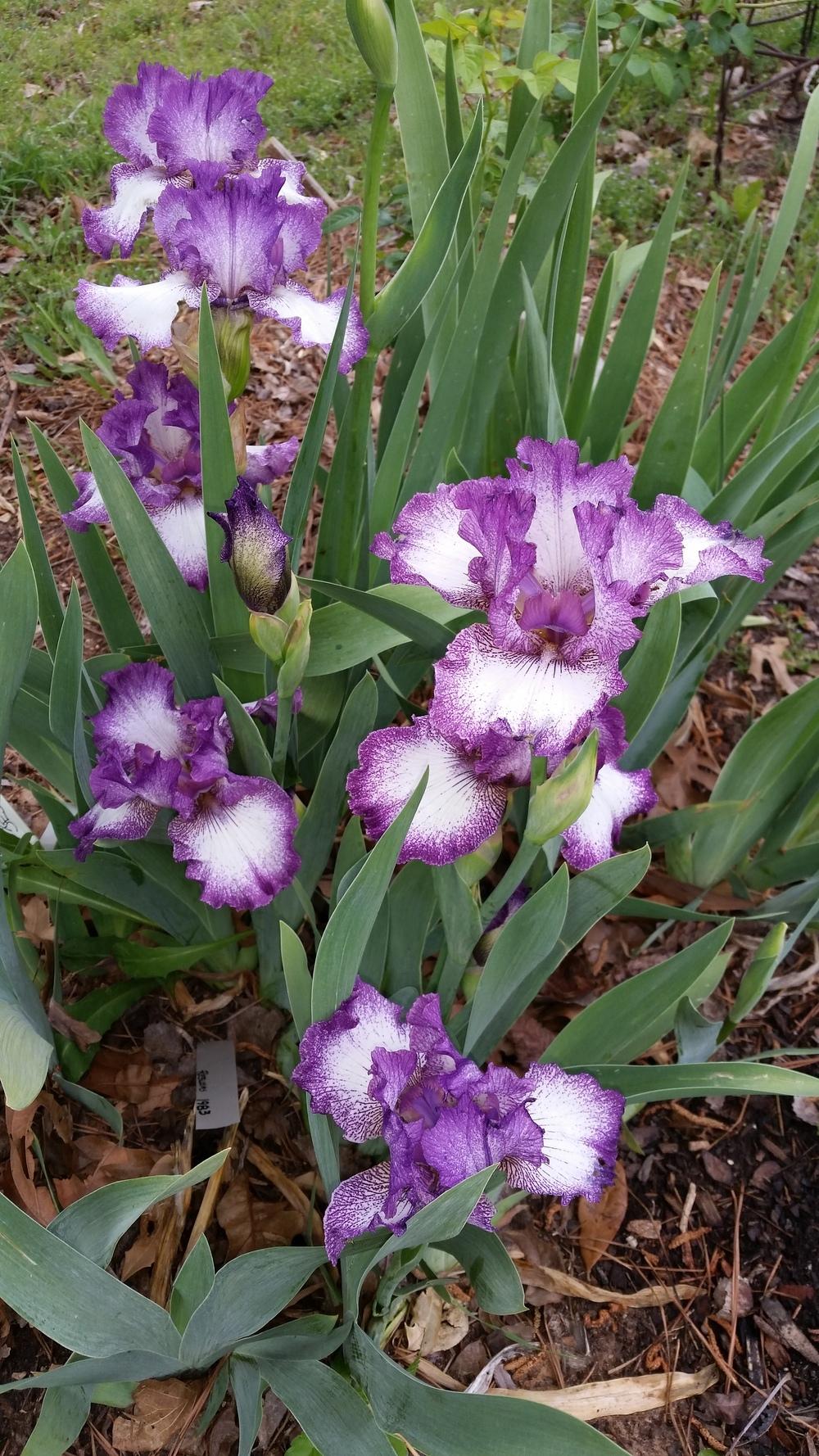 Photo of Tall Bearded Iris (Iris 'Jesse's Song') uploaded by FAIRYROSE