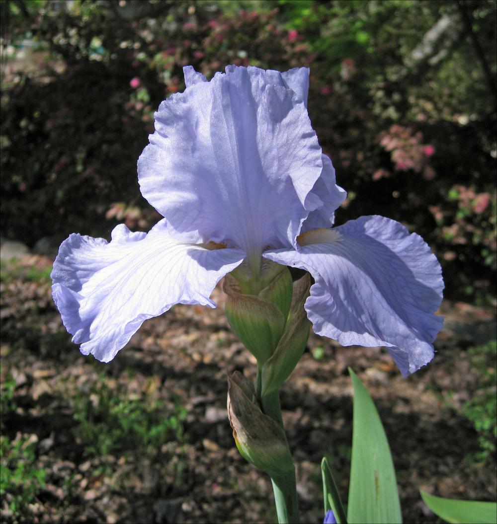 Photo of Tall Bearded Iris (Iris 'Busy Being Blue') uploaded by Polymerous
