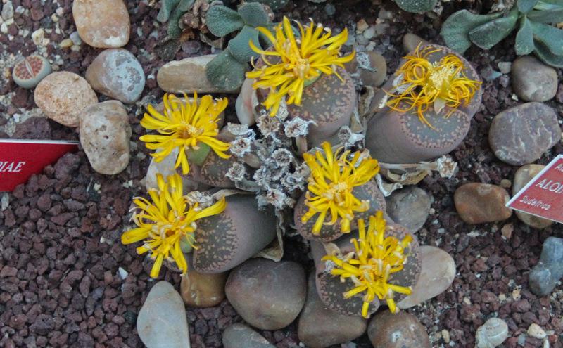 Photo of Living Stones (Lithops aucampiae) uploaded by RuuddeBlock