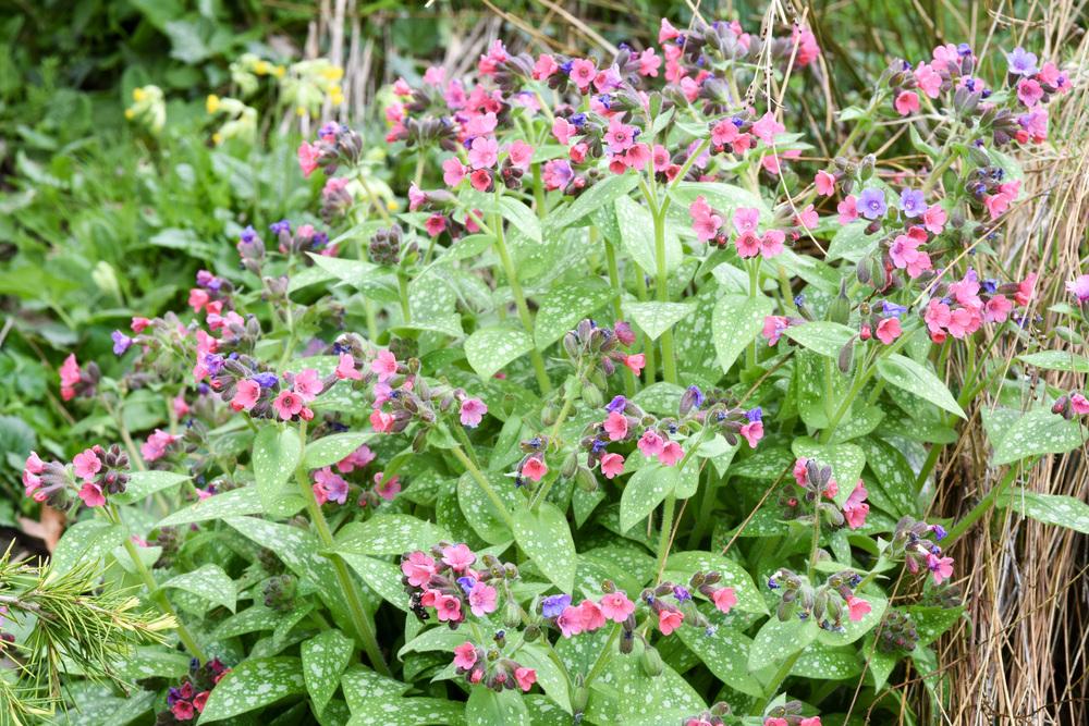 Photo of Soldiers and Sailors (Pulmonaria officinalis) uploaded by cliftoncat