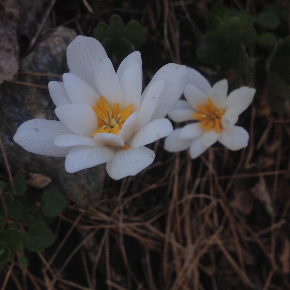 Photo of Bloodroot (Sanguinaria canadensis) uploaded by csandt