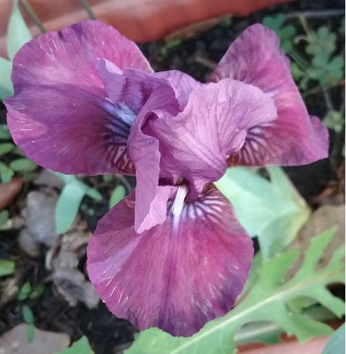 Photo of Standard Dwarf Bearded Iris (Iris 'Blueberry Sweetie') uploaded by grannysgarden
