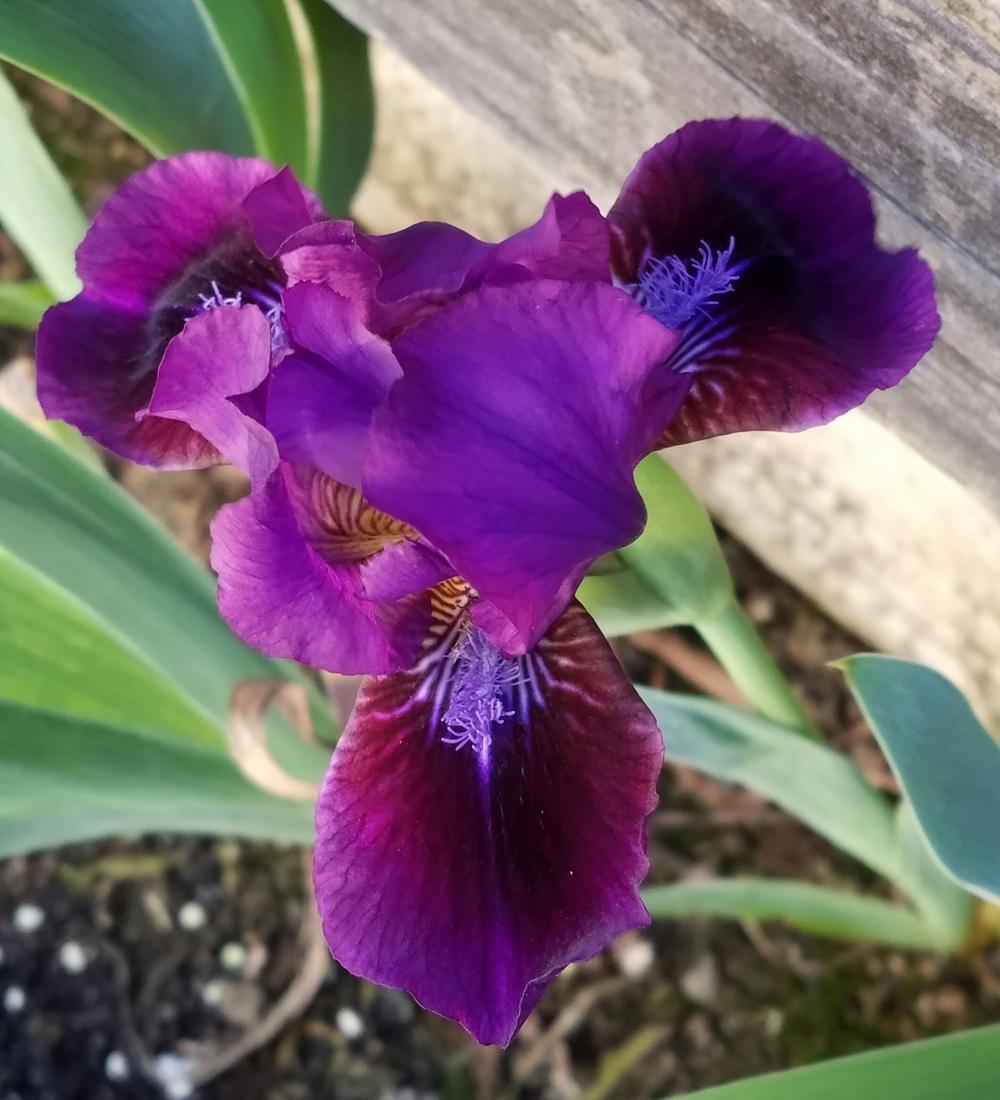 Photo of Standard Dwarf Bearded Iris (Iris 'Dark Crystal') uploaded by mesospunky