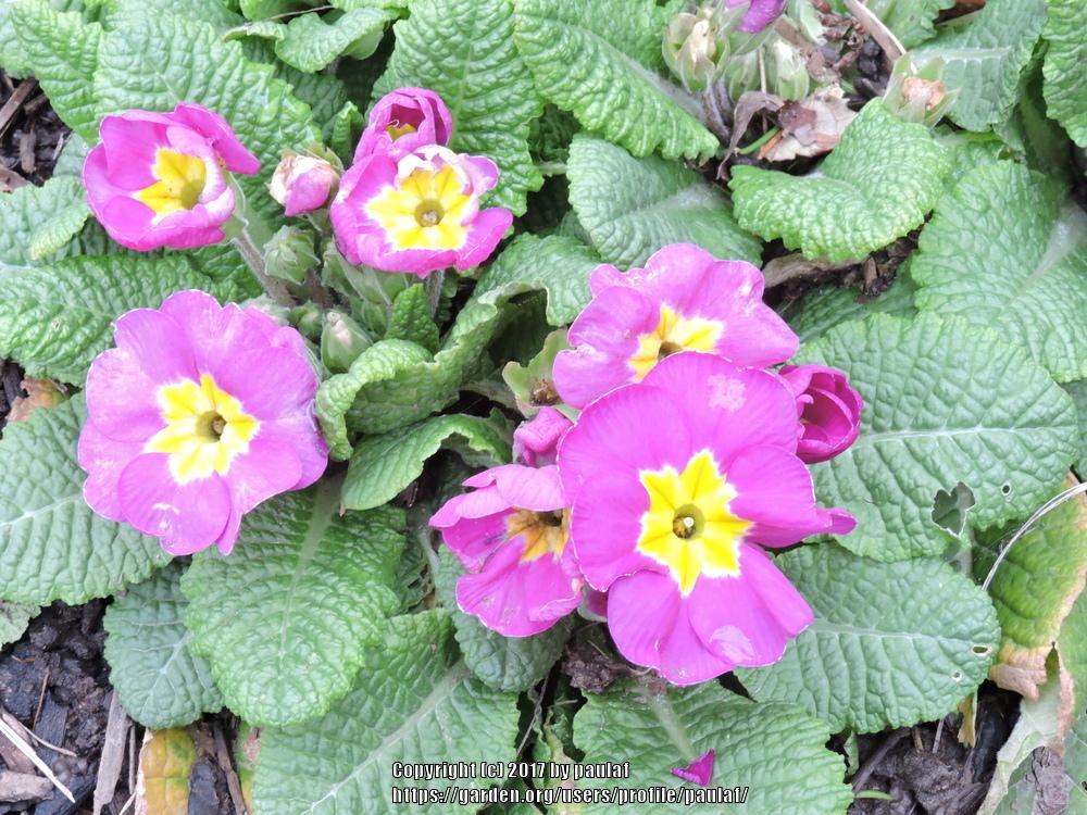 Photo of Primroses (Primula) uploaded by paulaf