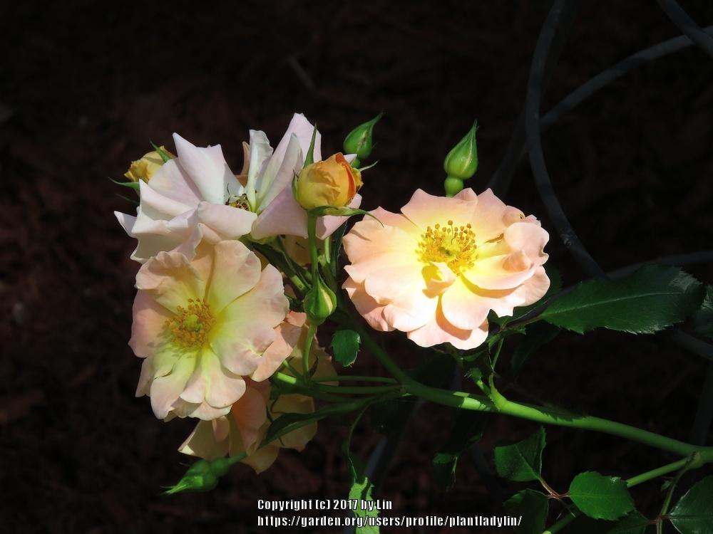 Photo of Rose (Rosa 'Peach Drift') uploaded by plantladylin