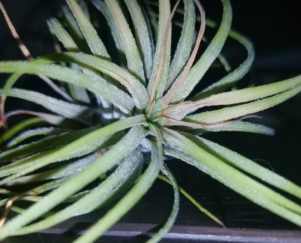Photo of Air Plant (Tillandsia ionantha) uploaded by JamesAcclaims