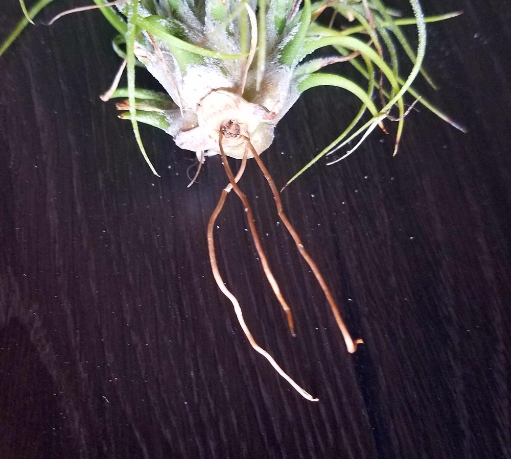 Photo of Air Plant (Tillandsia ionantha) uploaded by JamesAcclaims
