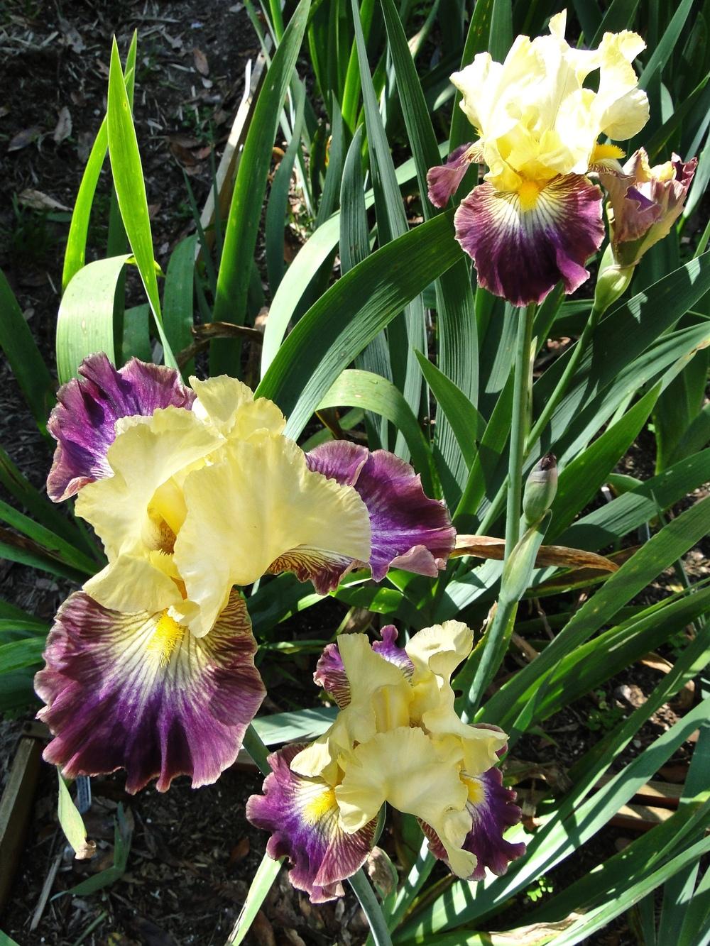 Photo of Tall Bearded Iris (Iris 'Living on the Edge') uploaded by golden_goddess
