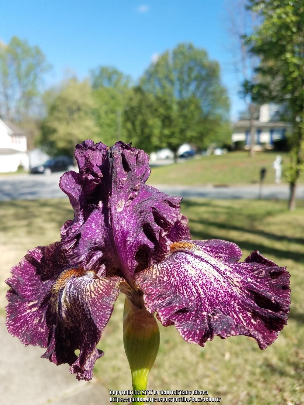 Photo of Tall Bearded Iris (Iris 'Dark Drama') uploaded by Cuzz4short