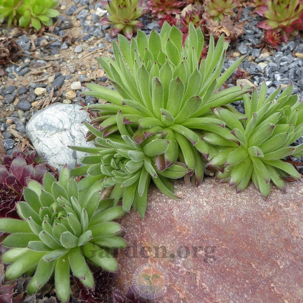 Photo of Hen and Chick (Sempervivum 'Midas') uploaded by Patty