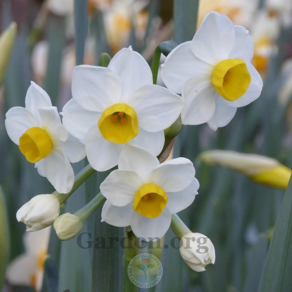 Photo of Tazetta Daffodil (Narcissus 'Minnow') uploaded by Patty