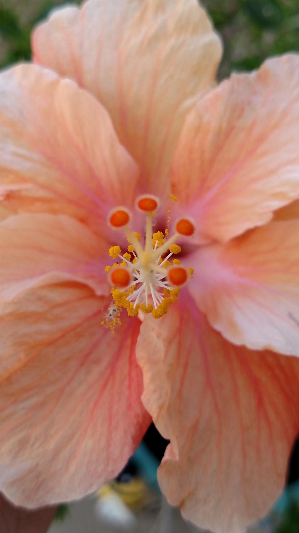 Photo of Hibiscus uploaded by Sarafoot