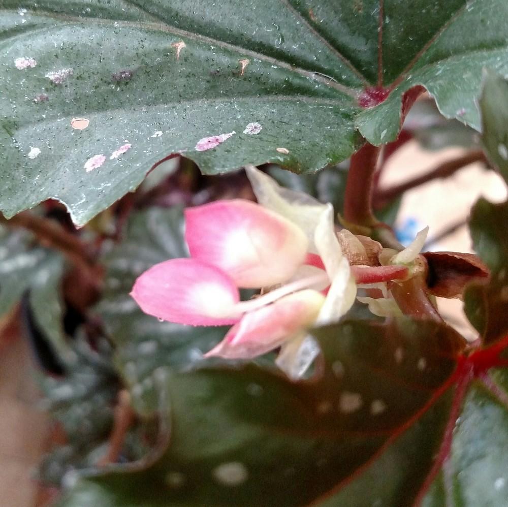 Photo of Begonias (Begonia) uploaded by Toni
