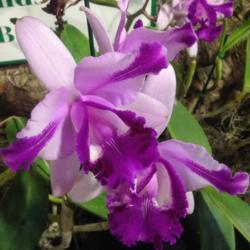 Location: Southeast Pennsylvania Orchid Show (SEPOS) and Sale, Oaks, Pennsylvania 19456 
Date: 2017-03-24
Labeled Cattleya intermedia aquinii orlata