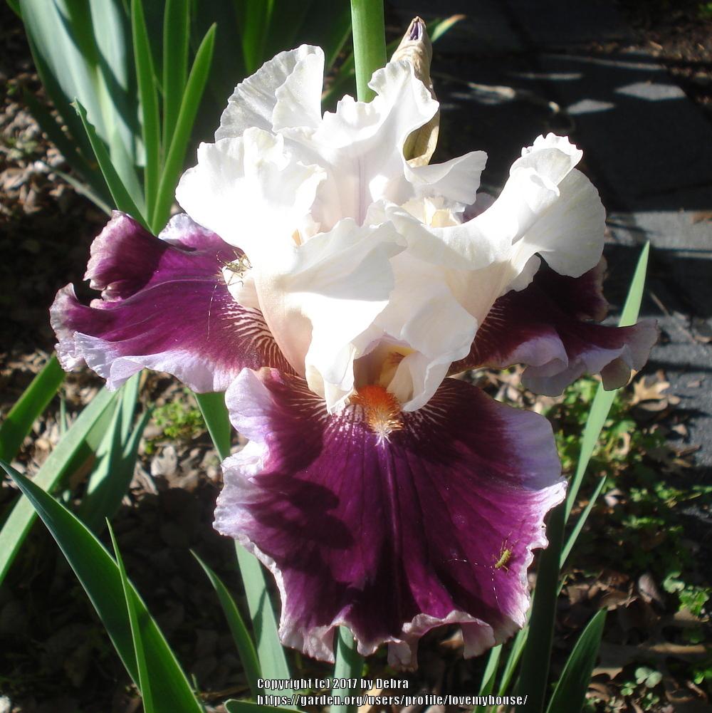 Photo of Tall Bearded Iris (Iris 'Strawberry Freeze') uploaded by lovemyhouse